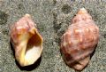 Stramonita&nbsp;haemastoma